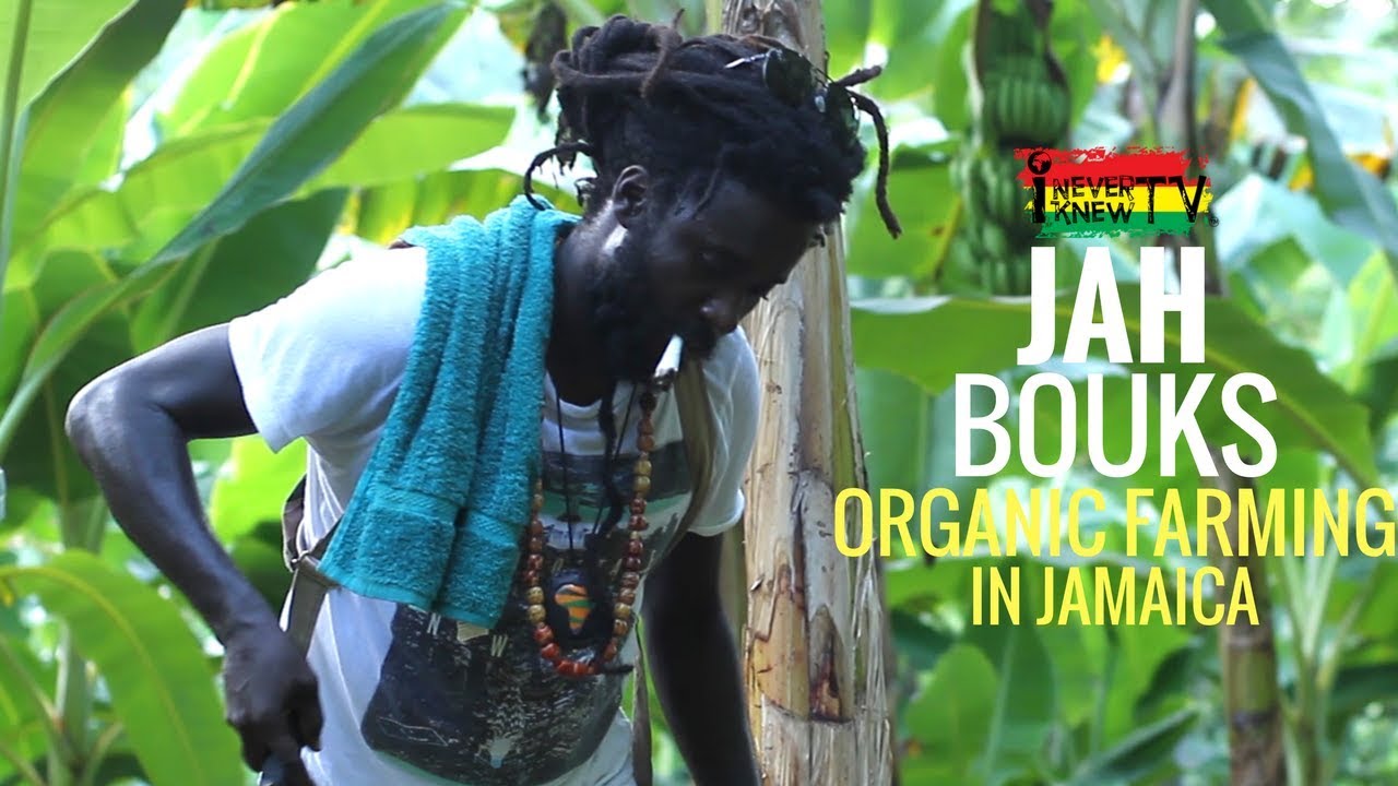 Interview with Jah Bouks about organic farming in Jamaica (I NEVER KNEW TV) [3/14/2018]